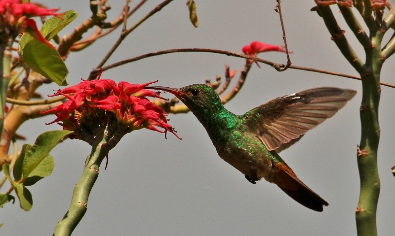Rufous-tailed Hummingbird - ML205438601