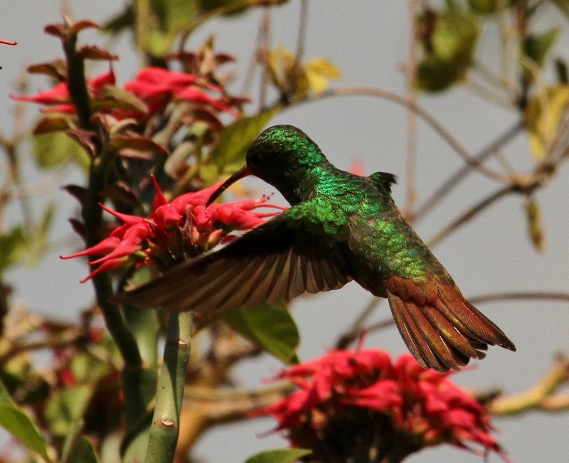 Rufous-tailed Hummingbird - ML205438611