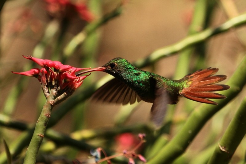 Rufous-tailed Hummingbird - ML205438621