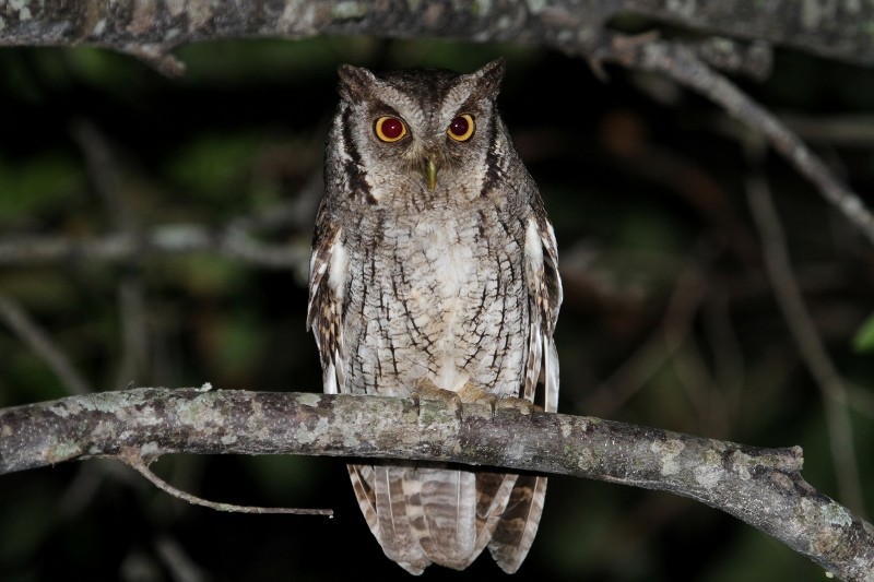 Tropical Screech-Owl - Margareta Wieser