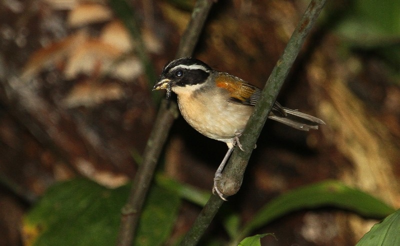 Pectoral Sparrow - Margareta Wieser