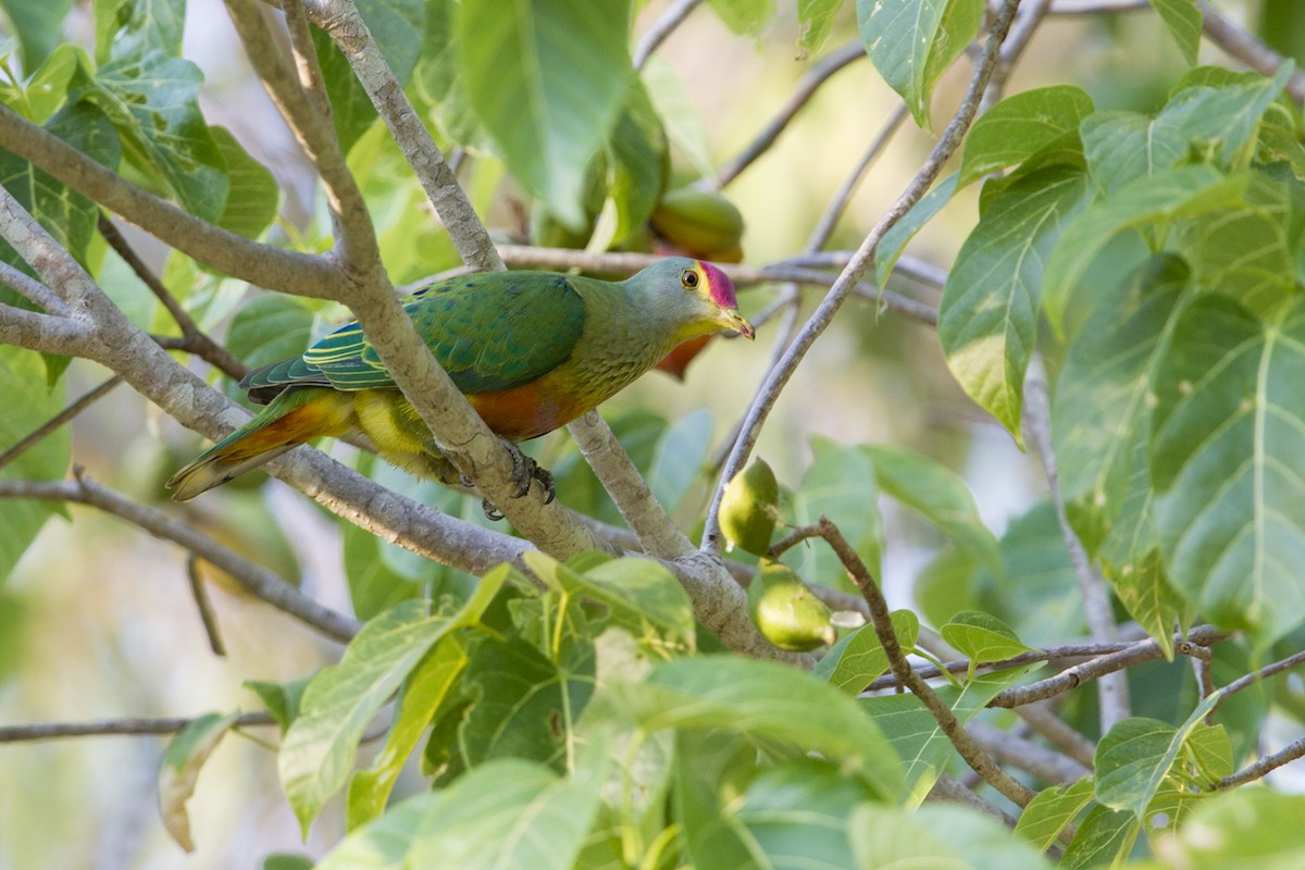 Rose-crowned Fruit-Dove - ML20543881