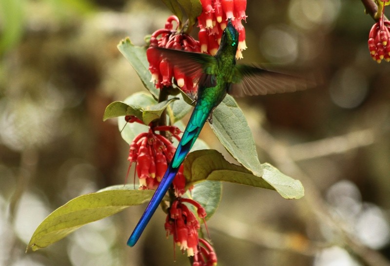 Long-tailed Sylph - ML205438851