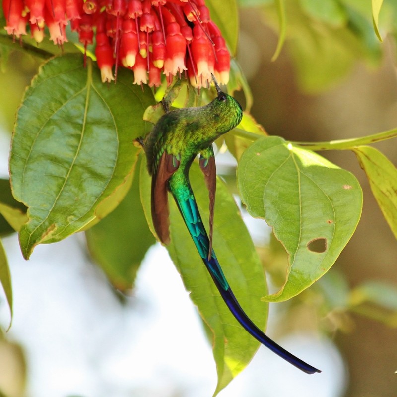 Long-tailed Sylph - ML205438861