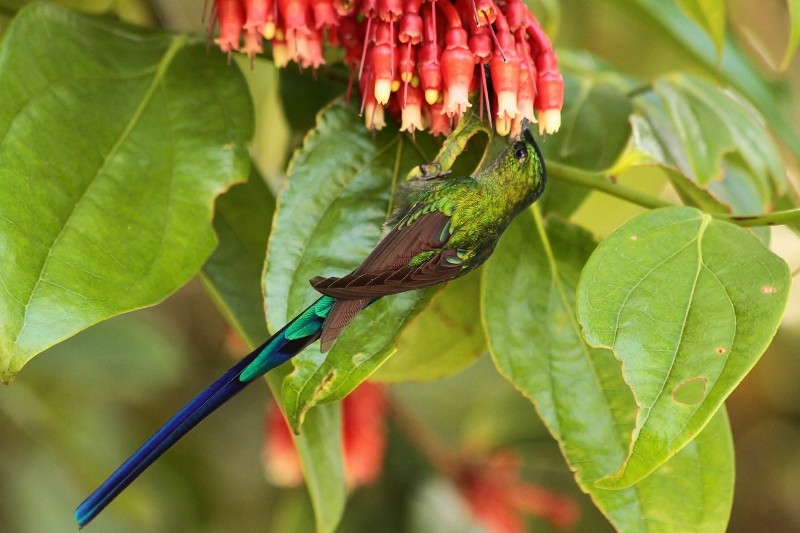 Long-tailed Sylph - ML205438881