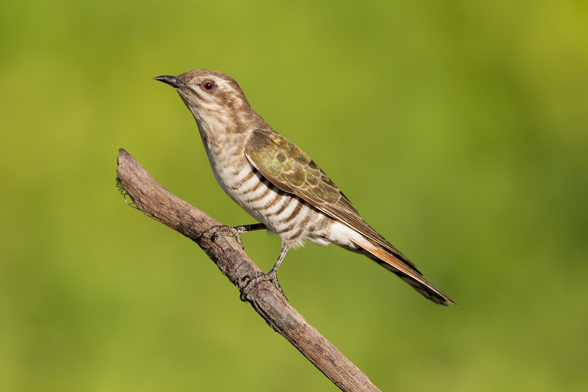 Horsfield's Bronze-Cuckoo - Laurie Ross | Tracks Birding & Photography Tours