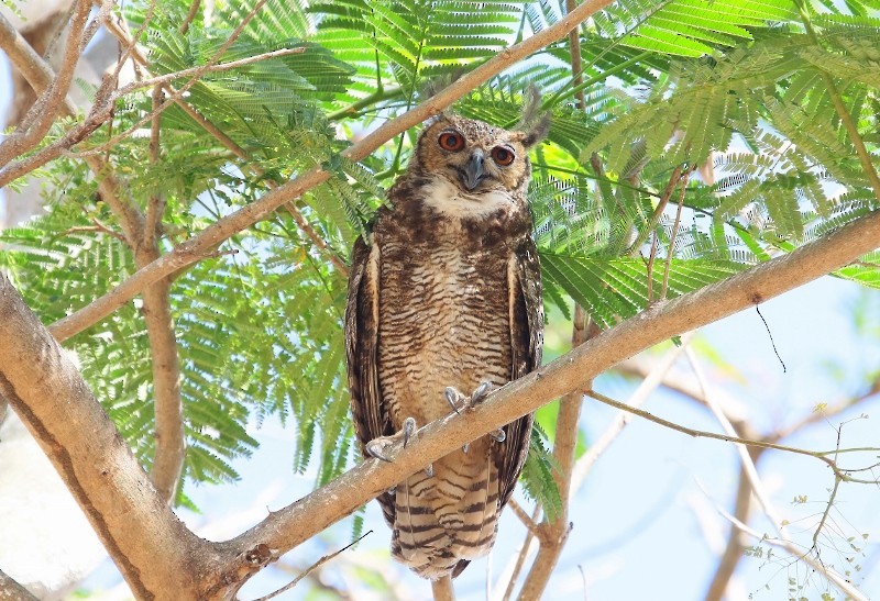 Great Horned Owl - Margareta Wieser