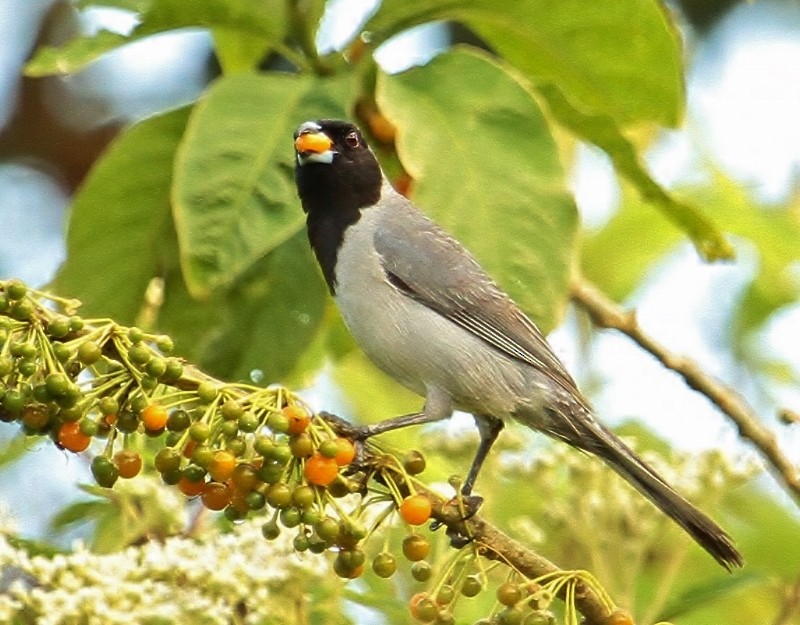 Black-faced Tanager - ML205439211