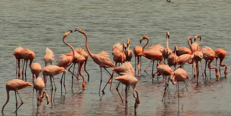 American Flamingo - Margareta Wieser