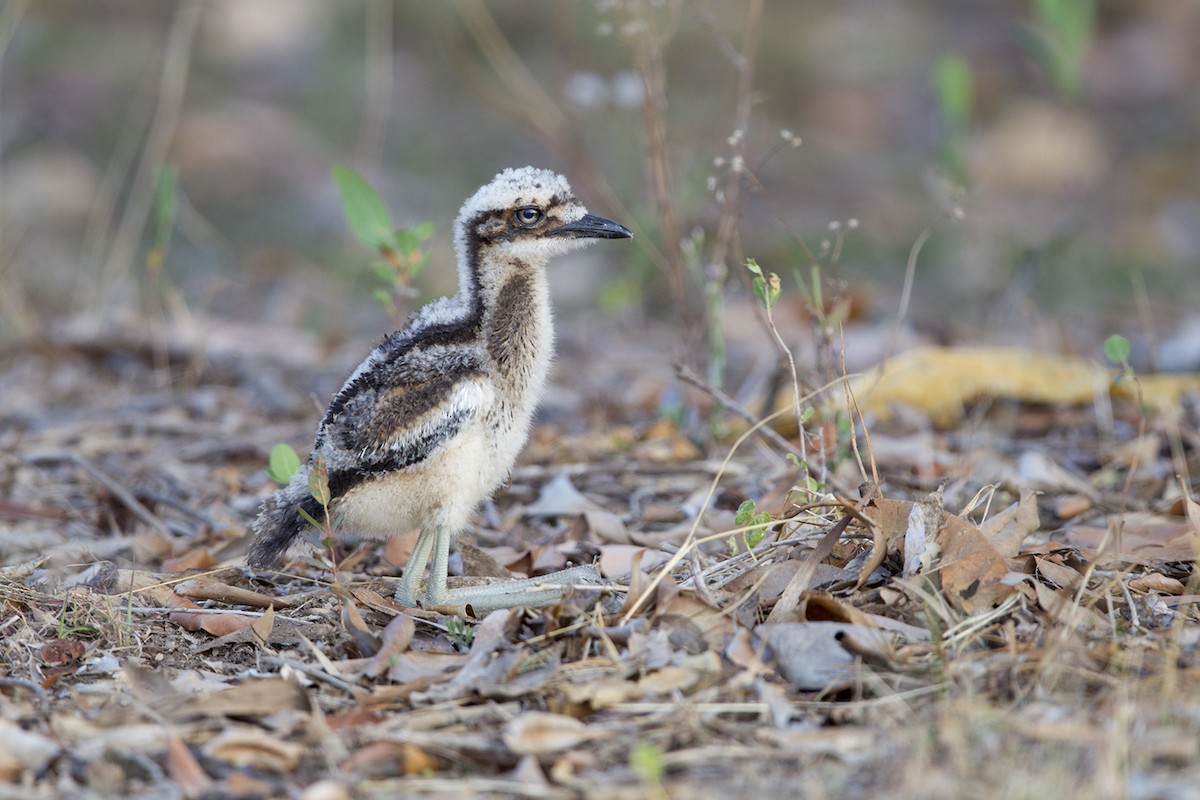 Bush Thick-knee - Laurie Ross | Tracks Birding & Photography Tours
