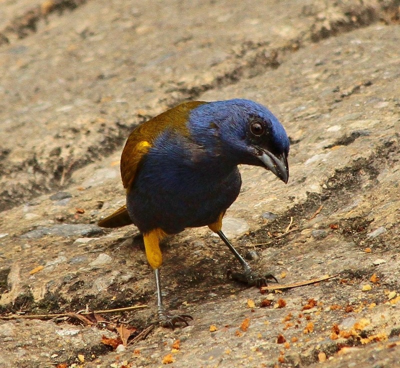Blue-capped Tanager - ML205439351