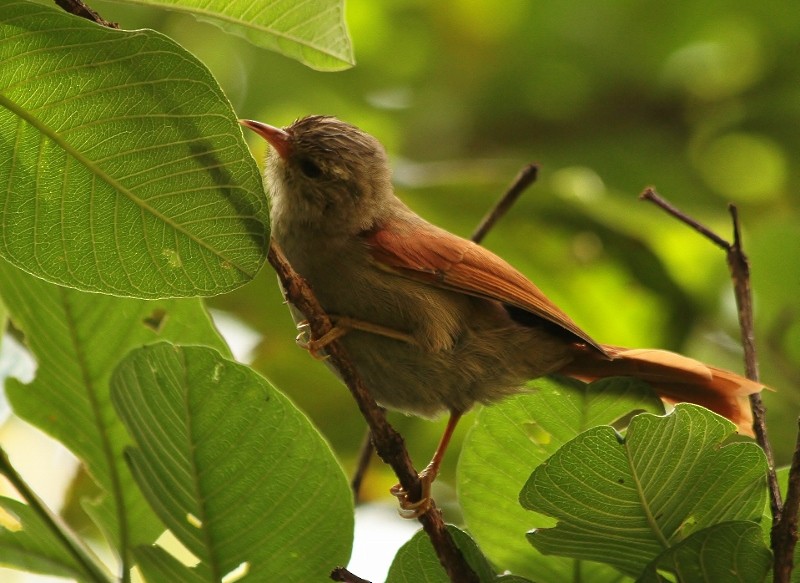 Crested Spinetail - ML205439371