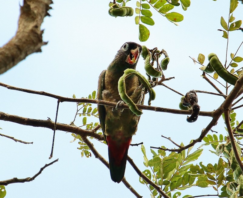 Red-billed Parrot - ML205439391