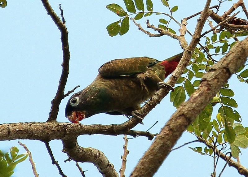Red-billed Parrot - ML205439401