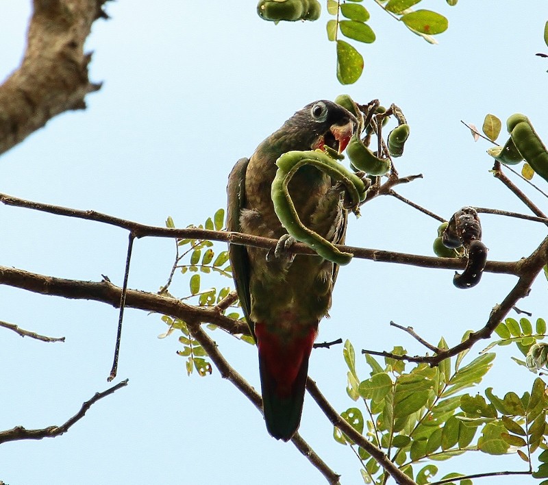 Red-billed Parrot - ML205439411