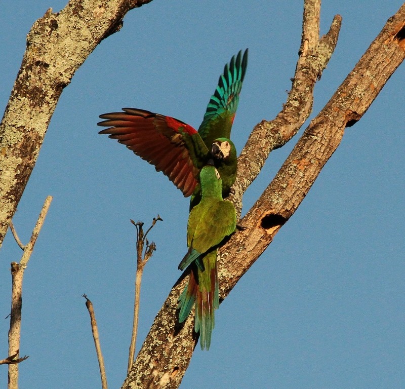Chestnut-fronted Macaw - ML205439441