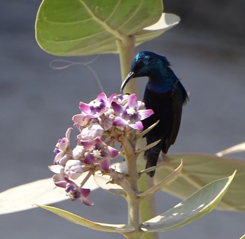 Purple Sunbird - shantilal  Varu