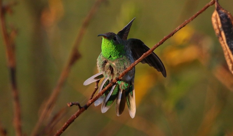 kolibřík rudozobý - ML205441041