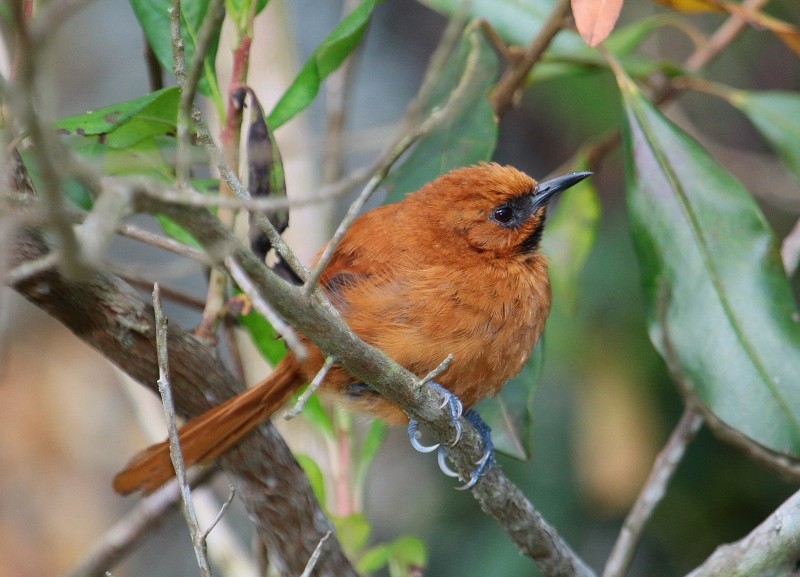 Black-throated Spinetail - ML205441361