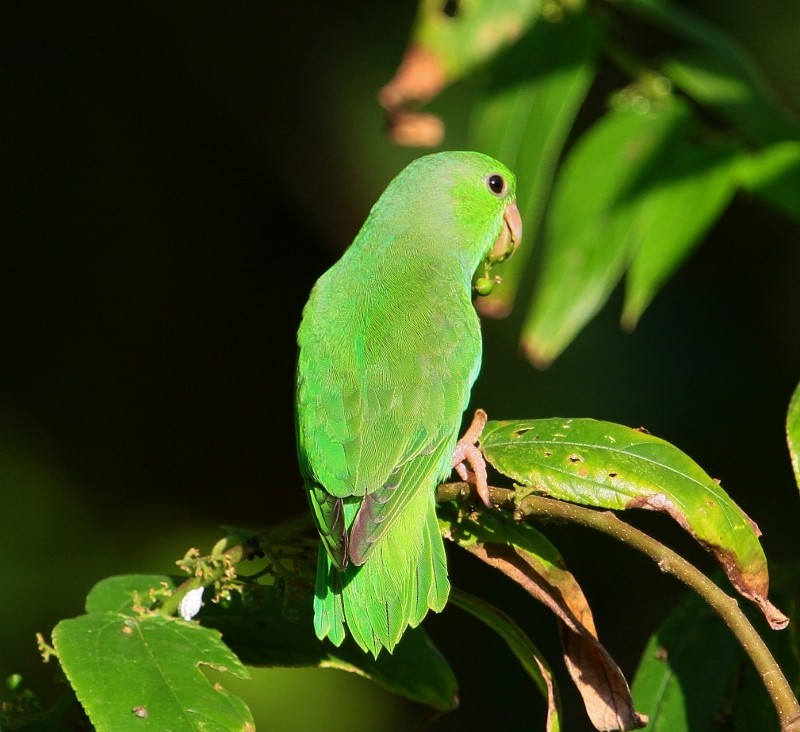 Зелёный воробьиный попугайчик - ML205441401