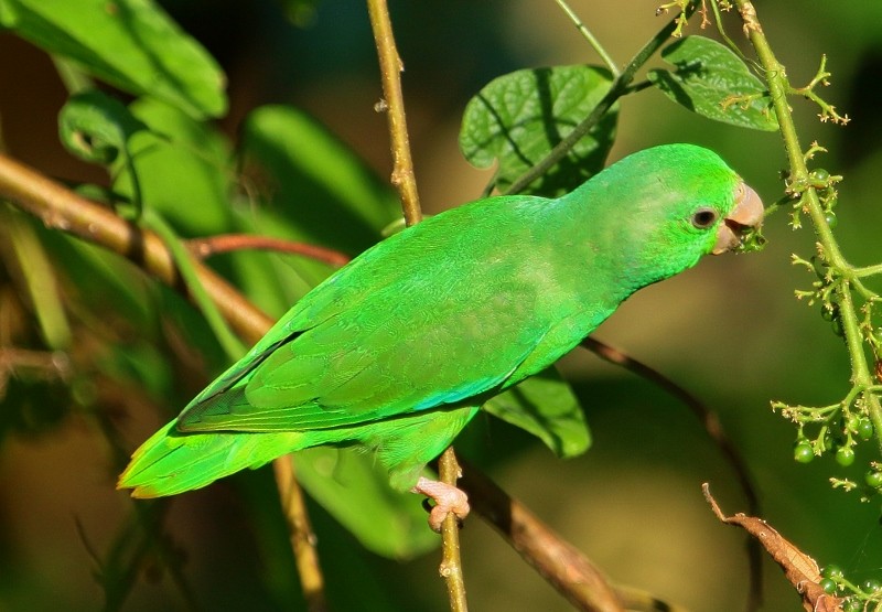 Yeşil Sokumlu Serçe Papağanı - ML205441411
