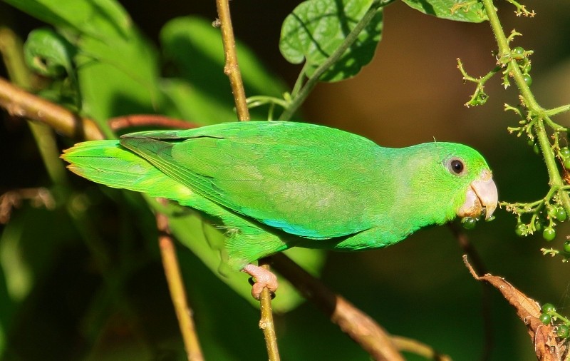 Yeşil Sokumlu Serçe Papağanı - ML205441421