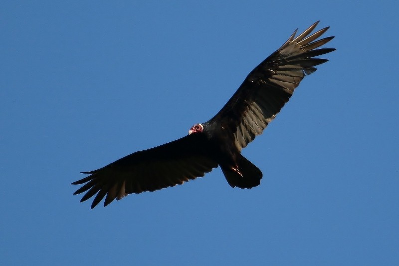 Turkey Vulture - Margareta Wieser