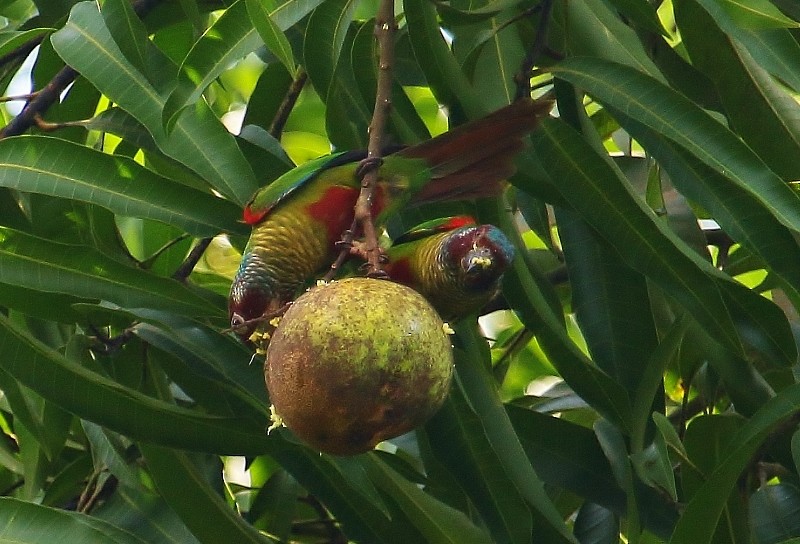 Painted Parakeet (Venezuelan) - Margareta Wieser