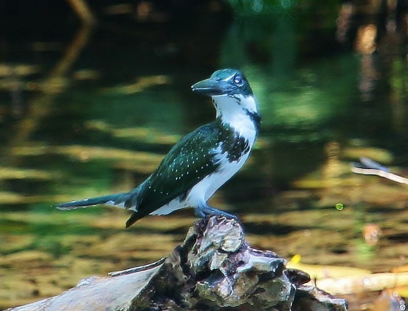 Amazon Kingfisher - Margareta Wieser