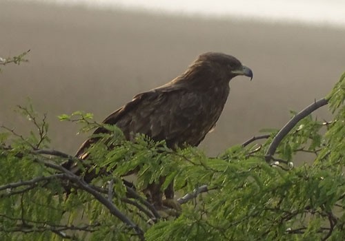 Greater Spotted Eagle - shantilal  Varu