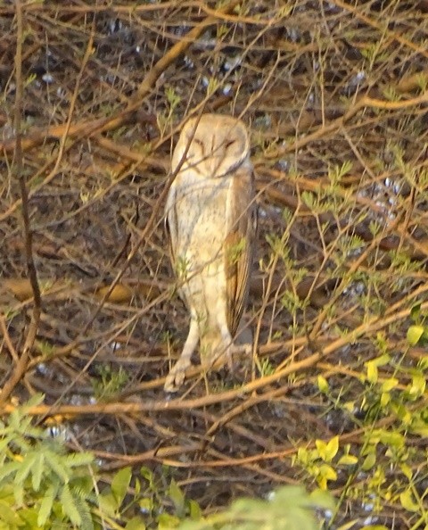 Barn Owl - shantilal  Varu