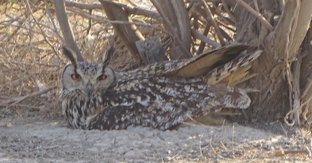 Rock Eagle-Owl - shantilal  Varu