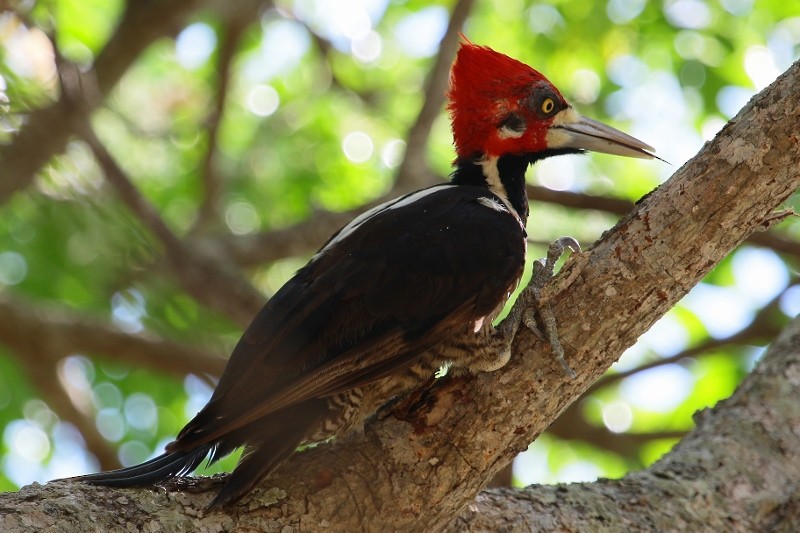 Crimson-crested Woodpecker - Margareta Wieser