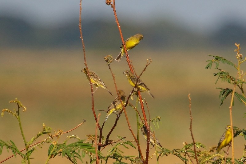 Grassland Yellow-Finch (Grassland) - Margareta Wieser