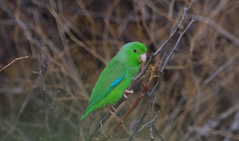 Yeşil Sokumlu Serçe Papağanı - ML205443581