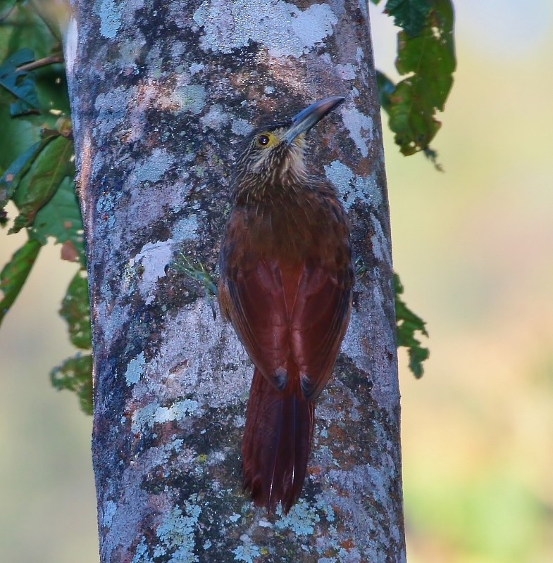 Strong-billed Woodcreeper - ML205444061