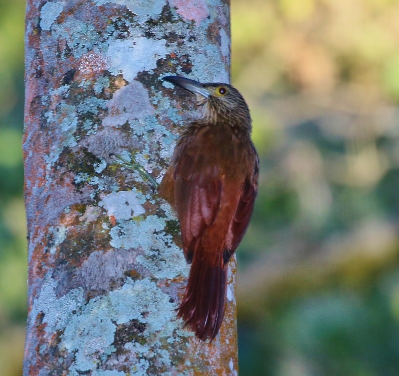 Strong-billed Woodcreeper - ML205444071