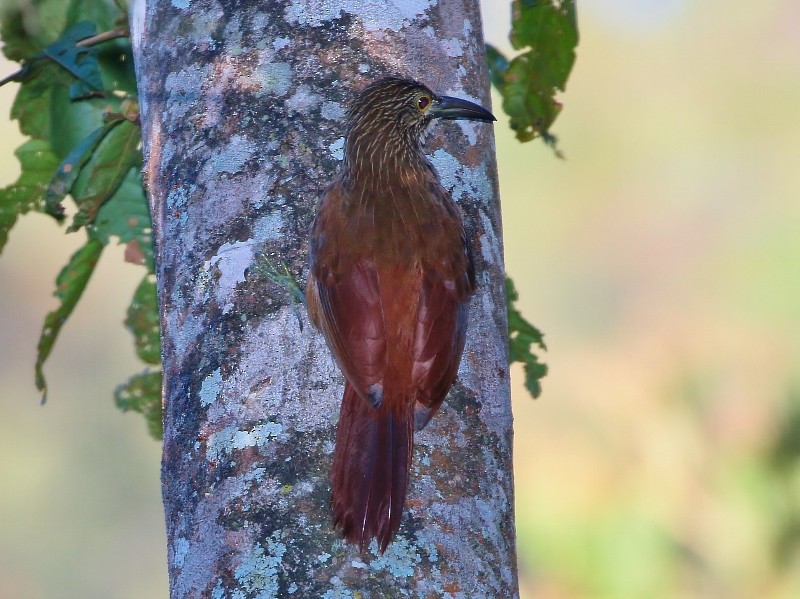 Strong-billed Woodcreeper - ML205444081