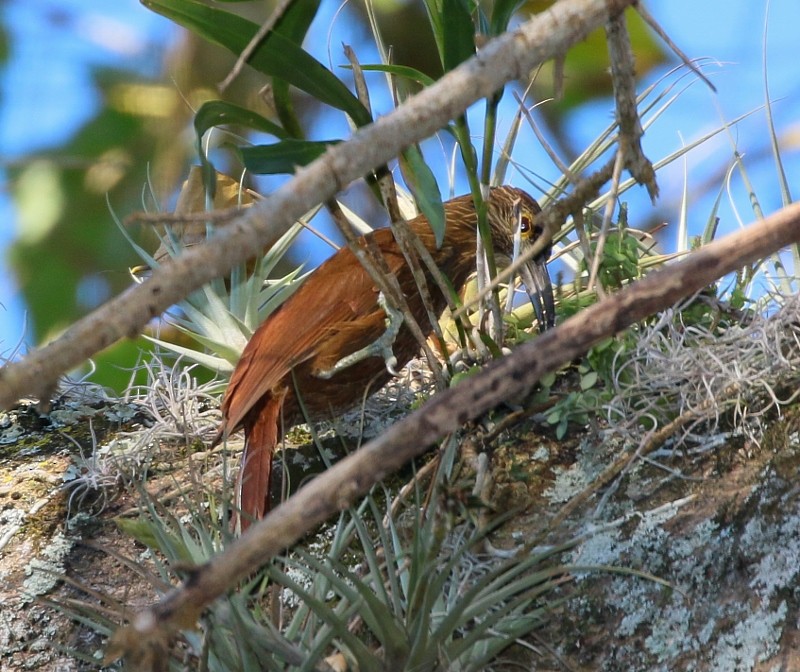 Strong-billed Woodcreeper - ML205444291
