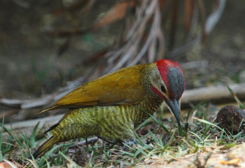 Golden-olive Woodpecker (Golden-olive) - Margareta Wieser