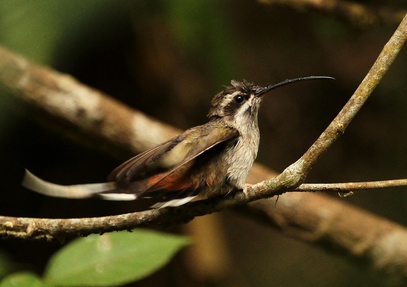 Sooty-capped Hermit - ML205446361