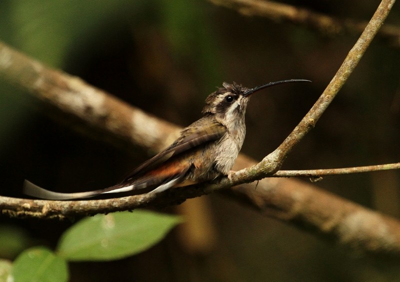 Sooty-capped Hermit - ML205446371