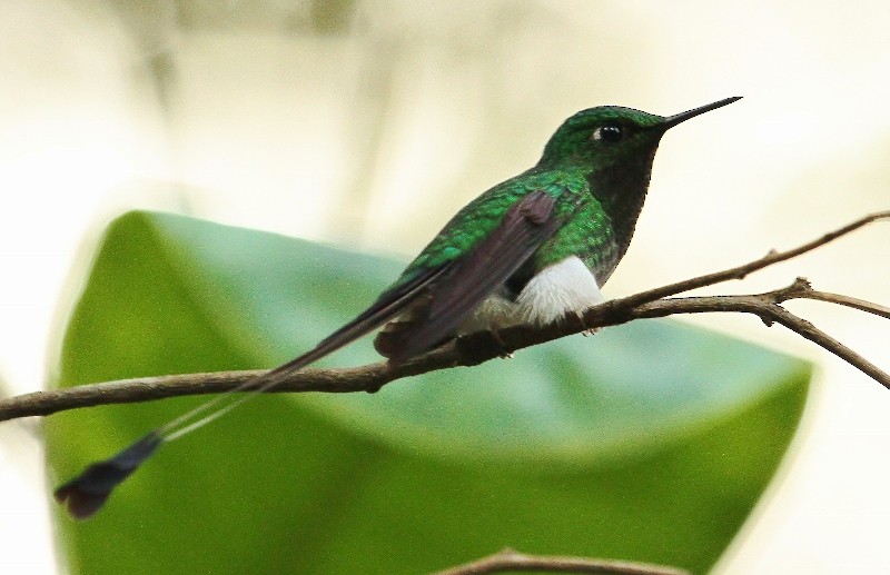 White-booted Racket-tail - ML205446461