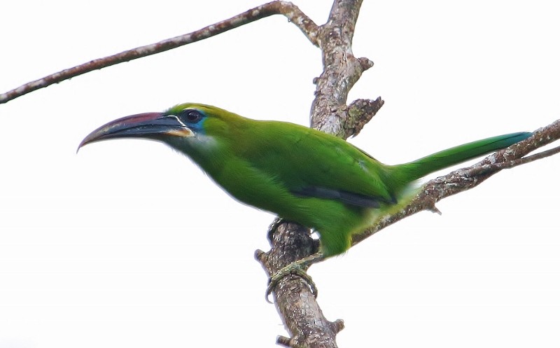 Groove-billed Toucanet (Groove-billed) - ML205446541