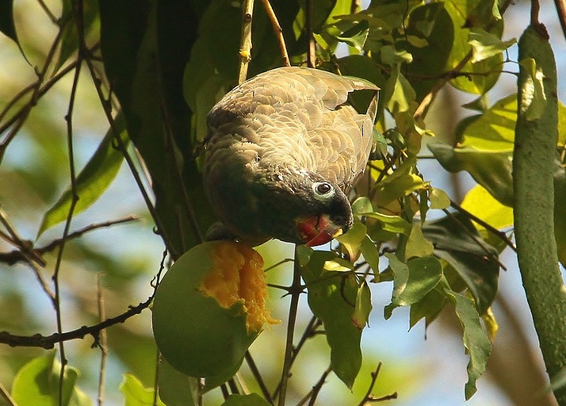 Red-billed Parrot - ML205446671