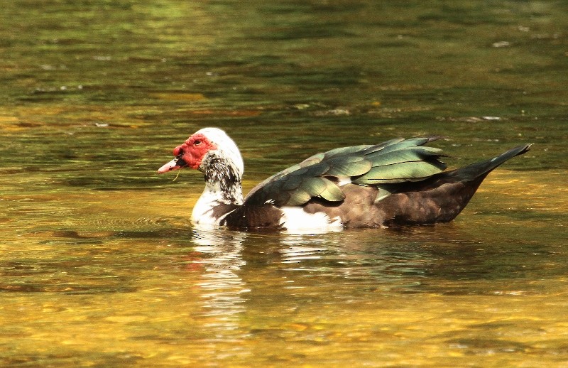 Muscovy Duck (Domestic type) - ML205446691