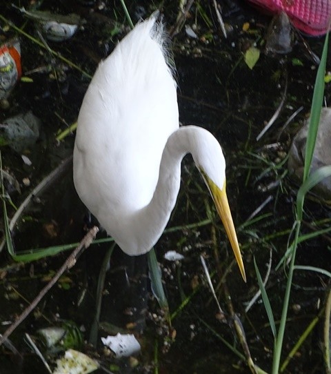 Great Egret - shantilal  Varu