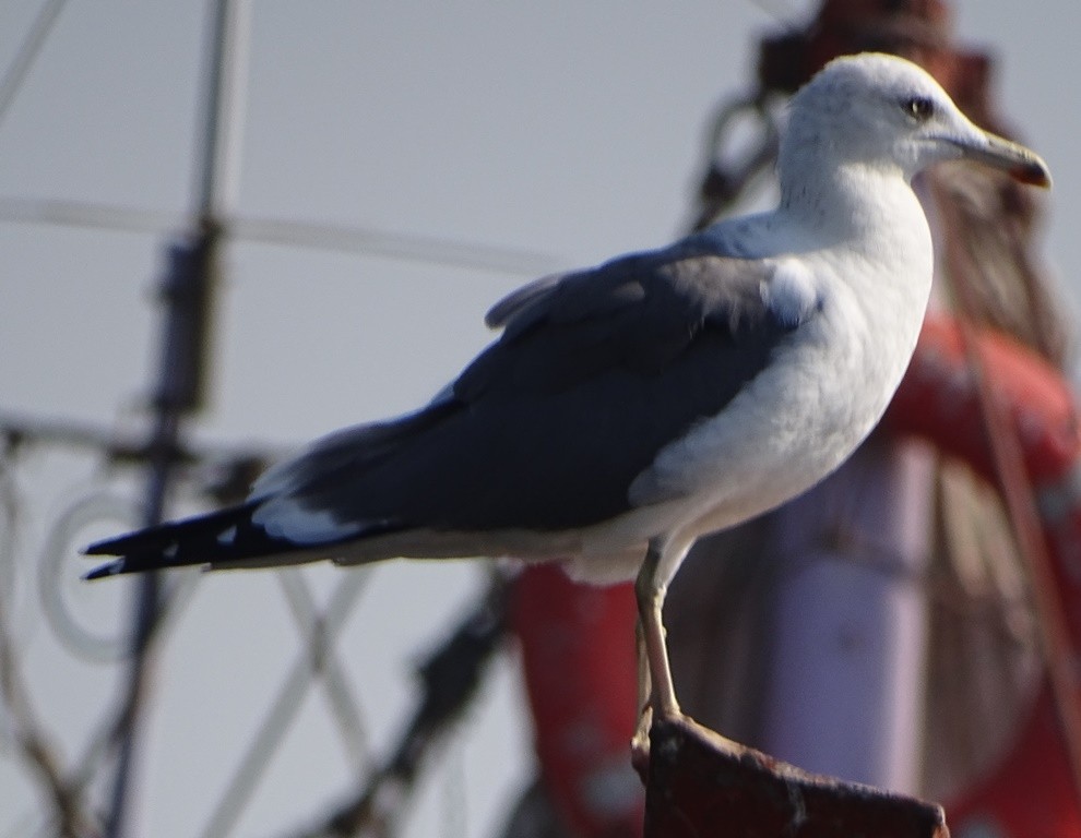Lesser Black-backed Gull - shantilal  Varu