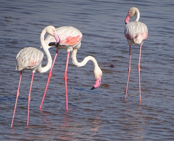 Greater Flamingo - shantilal  Varu