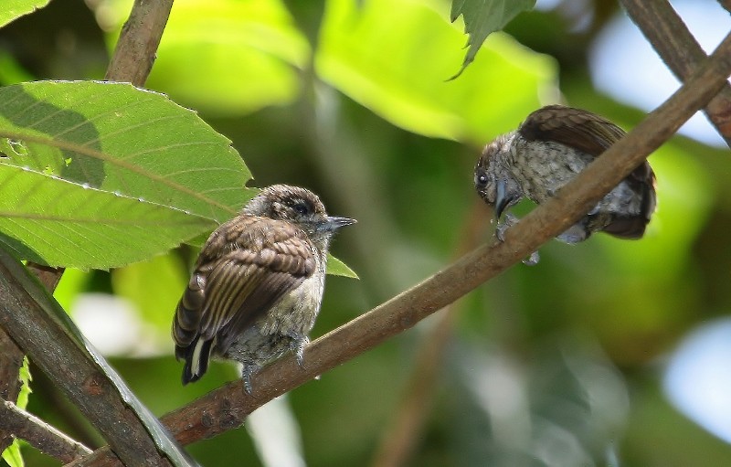 Scaled Piculet - ML205448301